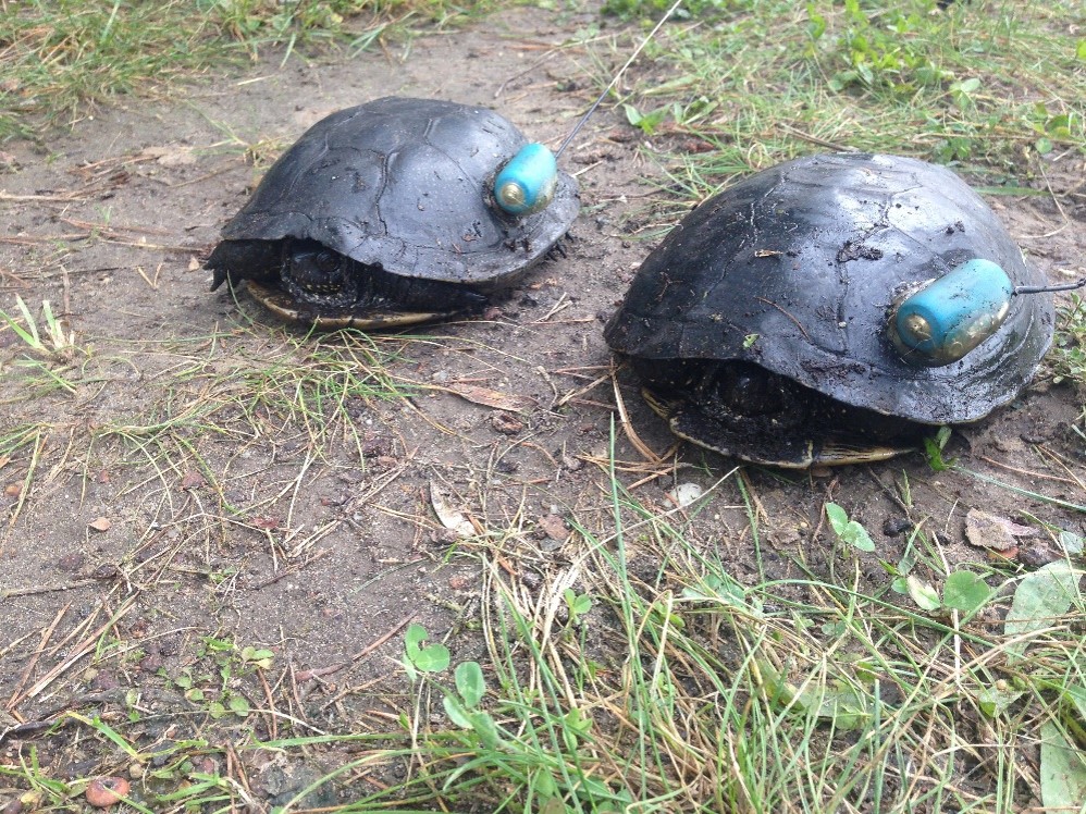 Żółwie z przymocowanymi do skorup nadajnikami GPS (fot. RDOŚ w Poznaniu)